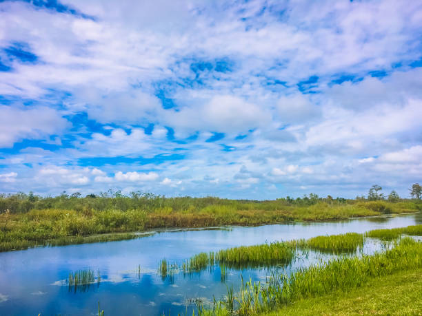 istock swamps and skies in Florida 906946050