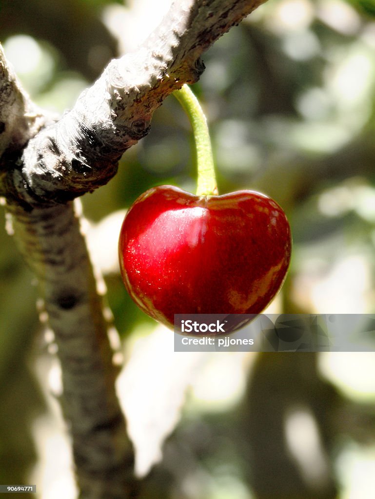 Lone Cherry - Lizenzfrei Abgeschiedenheit Stock-Foto