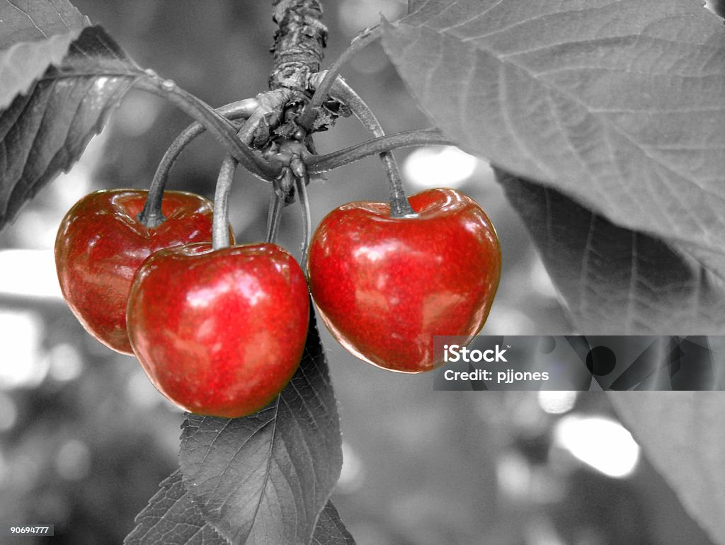 Rote Kirschen - Lizenzfrei Ast - Pflanzenbestandteil Stock-Foto