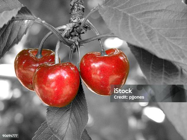 Photo libre de droit de Rouge Cherriesexpression Anglosaxonne banque d'images et plus d'images libres de droit de Aliment - Aliment, Arbre, Branche - Partie d'une plante