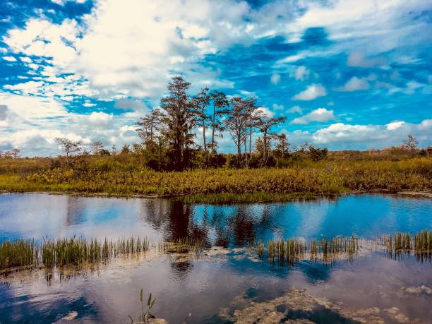 istock fall foliage in the swamps 906948828