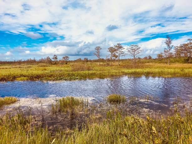 istock fall foliage in the swamps 906950492