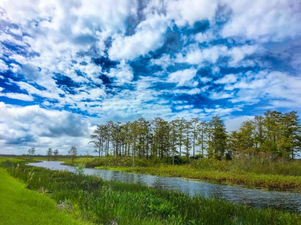 istock fall foliage in the swamps 906950542
