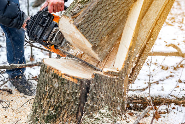 istock Manual chainsaw. Man hands, saws a tree in the woods in winter at sunset 906950798