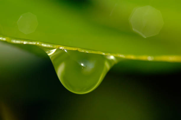 Drop of Dew stock photo