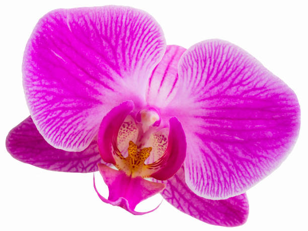 istock Pink orchid flower on white background. 906952124