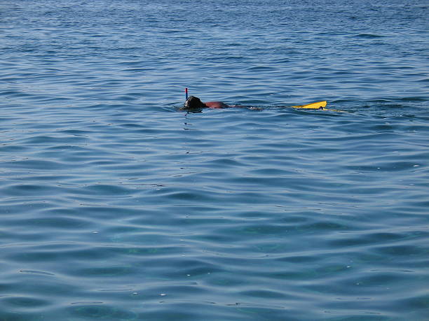 istock Adriatic impressions - swimmer with a snorchle 90695263