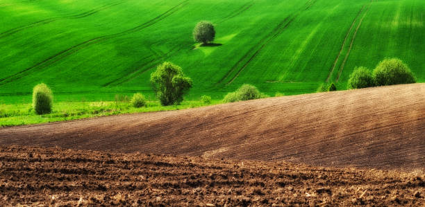 istock hilly field. spring morning. a beautiful sunrise in the field 906953016