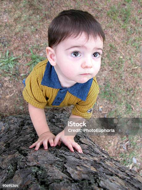 Große Helle Augen Suchen Einen Baum Stockfoto und mehr Bilder von Baby - Baby, Baum, Erforschung