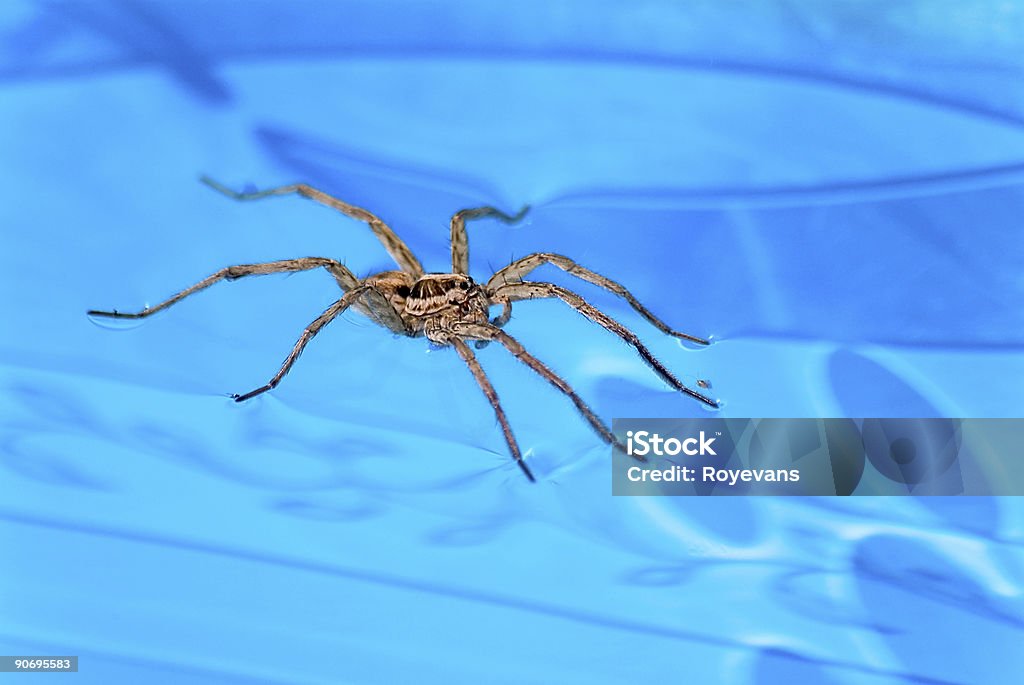 Spider auf dem Wasser - Lizenzfrei Behaart Stock-Foto