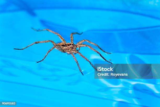 Spider Auf Dem Wasser Stockfoto und mehr Bilder von Behaart - Behaart, Farbbild, Fotografie