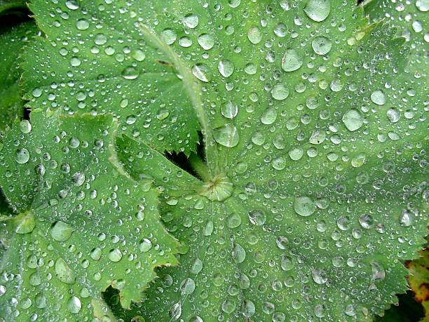 lady's mantle with tears stock photo