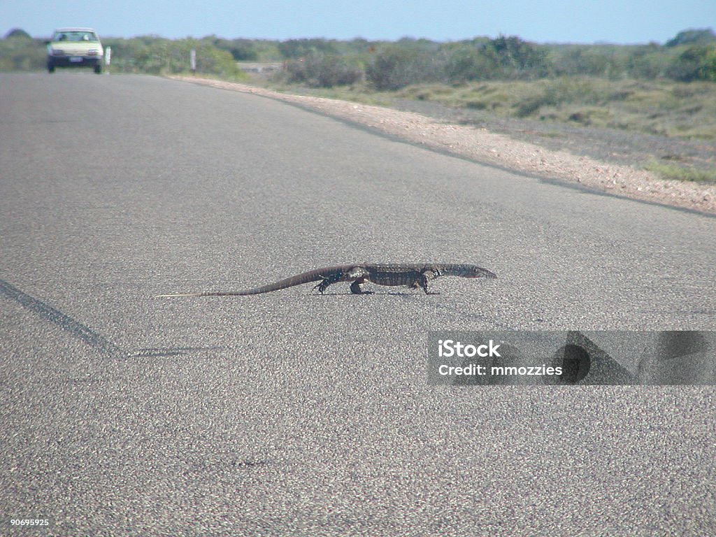 Sienta el calor. - Foto de stock de Varano - Familia de Varanidae libre de derechos