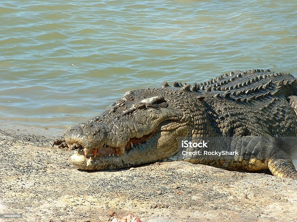 Smile!  Aquatic Organism Stock Photo