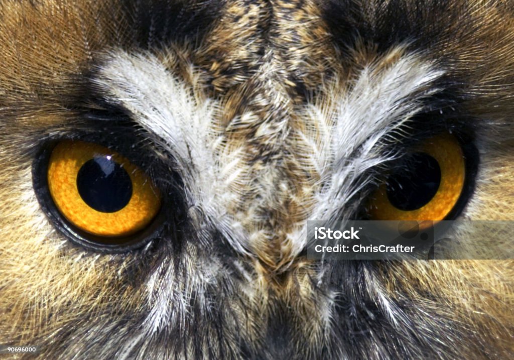 Оранжевый Eagle Owl Eyes - Стоковые фото Абстрактный роялти-фри