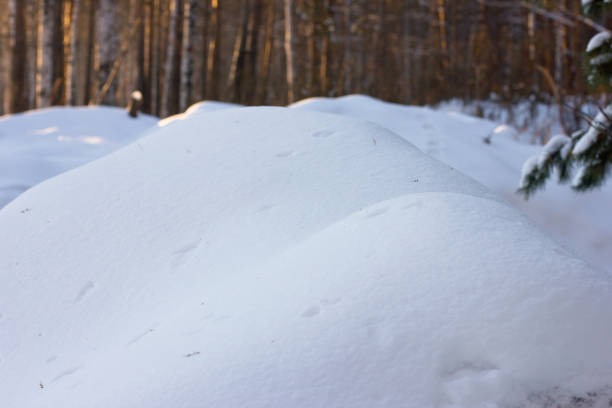 istock A large white snowdrift with a bird tracks on the background of a pine forest. Selective focus 906962146