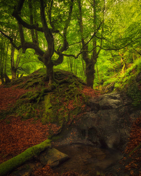 istock Ancient green forest in Gorbea Natural Park 906962312