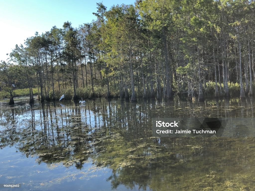 white marsh birds ibis and egrets in the swamp of Florida Animal Stock Photo