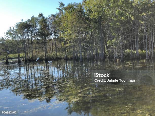 White Marsh Birds Stock Photo - Download Image Now - Animal, Animal Body Part, Animal Themes