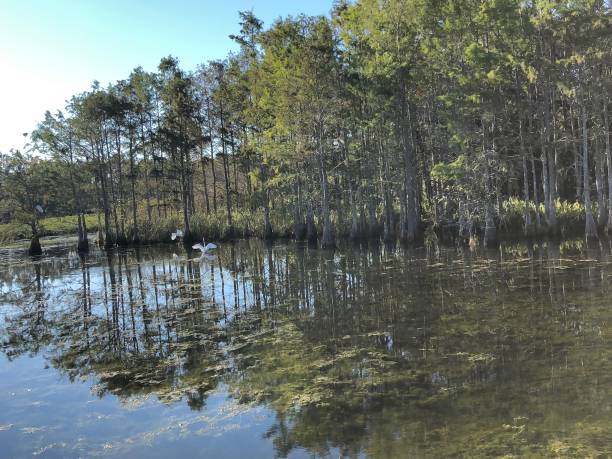istock Louisiana swamp bird 906962448