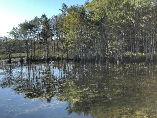 istock birds in the swamps 906962498