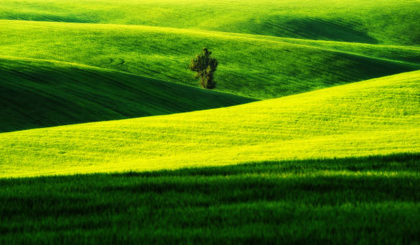 istock hilly field. spring morning. a beautiful sunrise in the field 906963004
