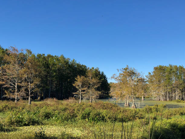 istock flock of swamp birds 906964090