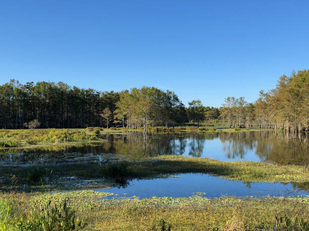 istock flock of swamp birds 906964202