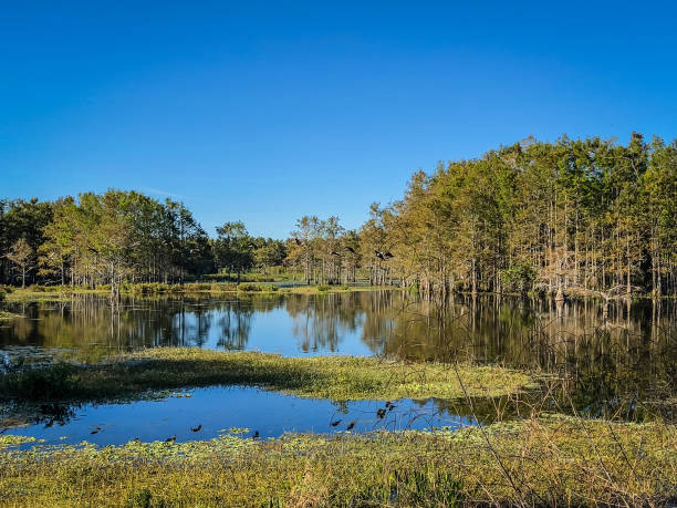 istock flock of swamp birds 906964274