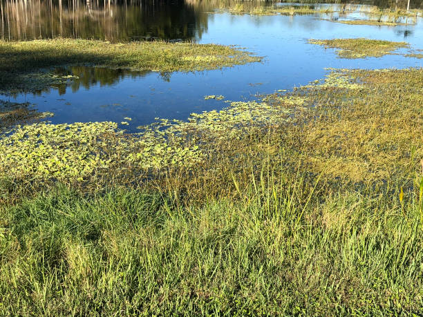 istock flock of swamp birds 906964342