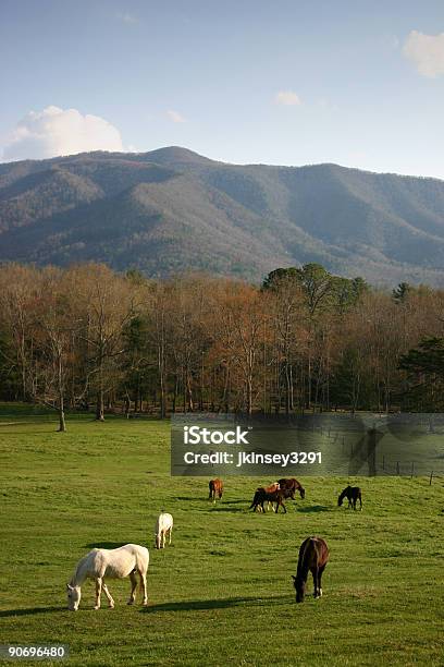 Campo En Cades Cove Foto de stock y más banco de imágenes de Aire libre - Aire libre, Appalachia, Caballo - Familia del caballo