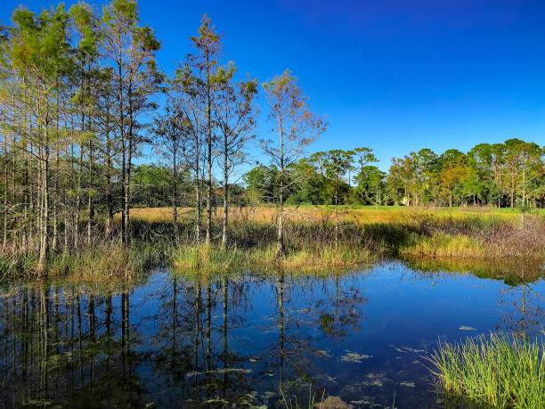 otoño paisaje del pantano - cypress swamp fotografías e imágenes de stock