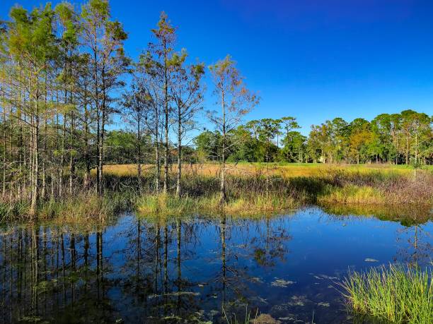 outono paisagem do pântano - cypress swamp - fotografias e filmes do acervo