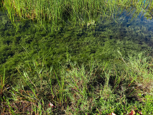 istock autumn swamp landscape 906965076