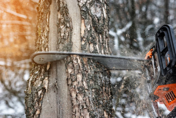 istock Manual chainsaw. Man hands, saws a tree in the woods in winter at sunset 906965092