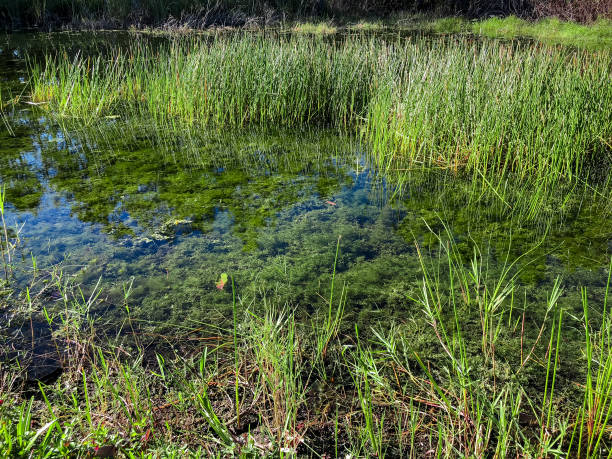 istock autumn swamp landscape 906965160