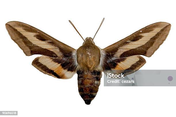 Braun Schmetterling Stockfoto und mehr Bilder von Braun - Braun, Bunt - Farbton, Exotik