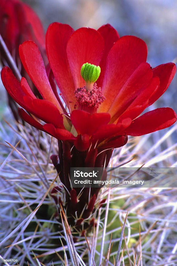 cactus bloom  Abstract Stock Photo