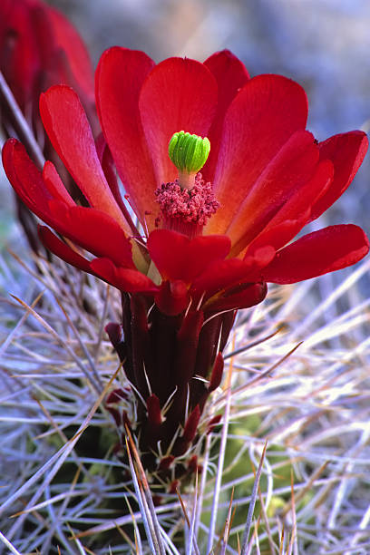 cato bloom - single flower flower cactus hedgehog cactus imagens e fotografias de stock