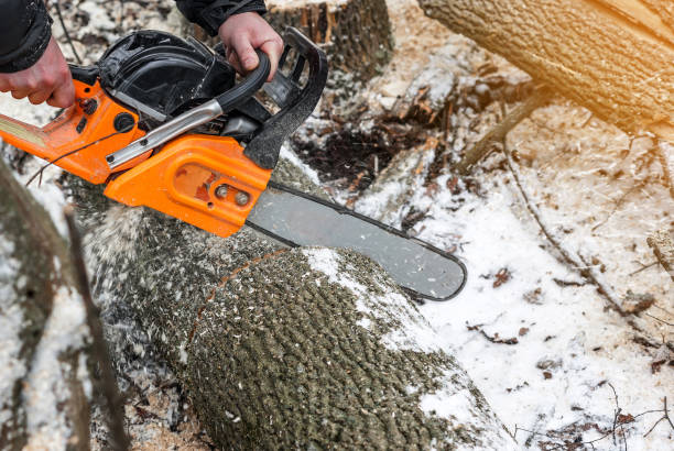 istock Manual chainsaw. Man hands, saws a tree in the woods in winter at sunset 906972514