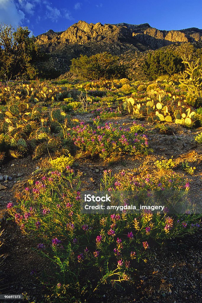new mexico sunset  Cactus Stock Photo