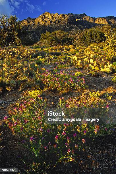 New Mexico Sunset Stock Photo - Download Image Now - Cactus, Sunset, Albuquerque - New Mexico