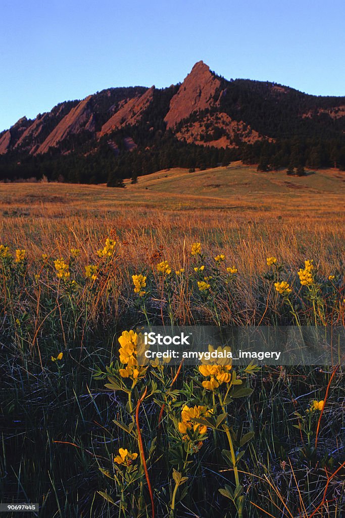 Montaña de flores silvestres sunrise meadow - Foto de stock de Boulder - Colorado libre de derechos