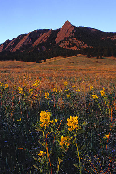 istock mountain wildflower sunrise meadow 90697445