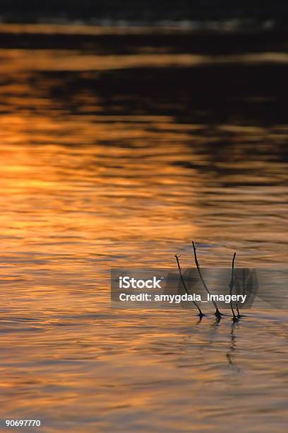 Abstract River Twig Sunset Landscape Stock Photo - Download Image Now - Abstract, Albuquerque - New Mexico, Backgrounds