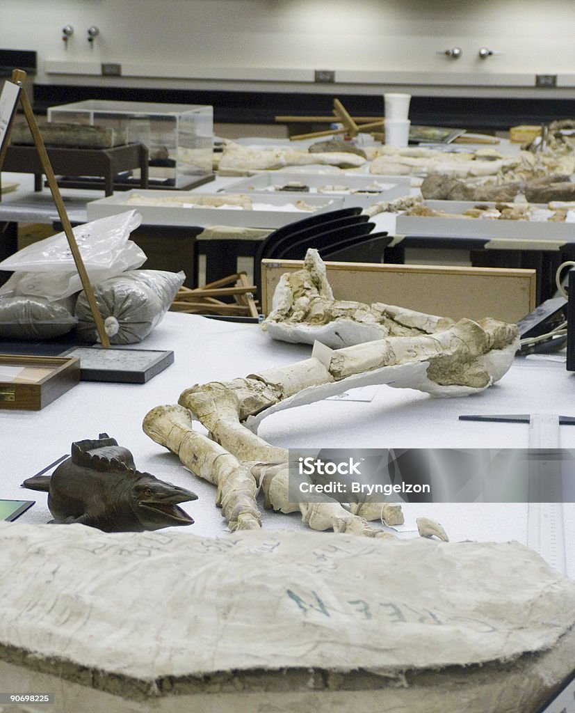 Archeology Laboratory  Fossil Stock Photo