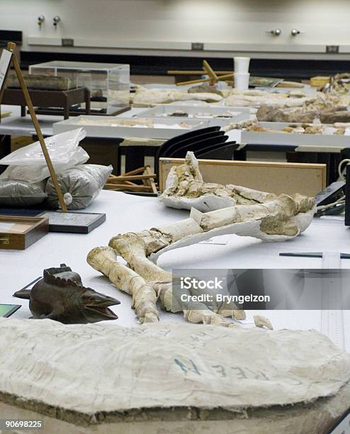 Archeology Laboratory Stock Photo - Download Image Now - Fossil, Large, Alabama - US State