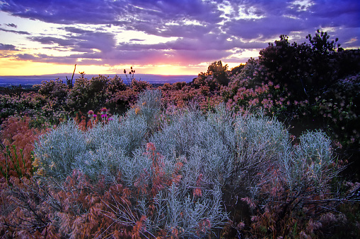 the sandia mountains of albuquerque, new mexico offer beautiful nature scenery.  here, a chamisa sagebrush plant sits underneath a dramatic sunset sky.  horizontal composition.