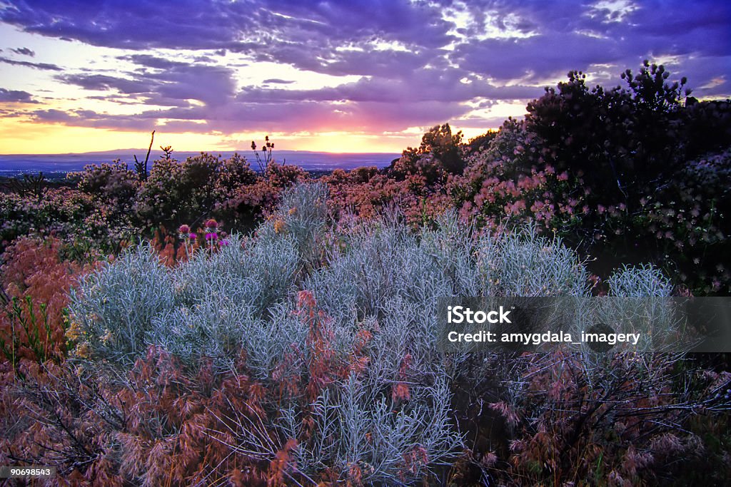 Пейзаж Полынь закат небо пустыни - Стоковые фото Нью-Мексико роялти-фри