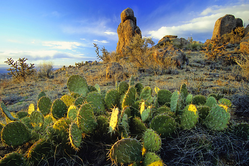Desierto de cactus y formación de roca paisaje de la puesta del sol photo